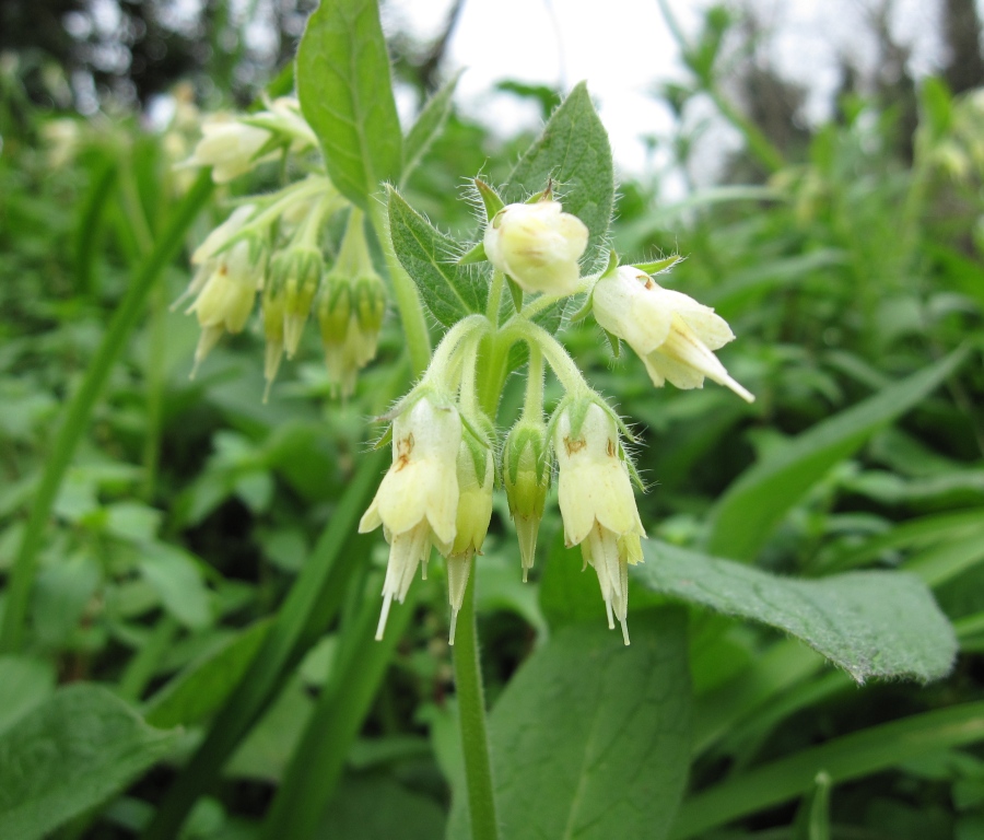 Symphytum bulbosum / Consolida minore